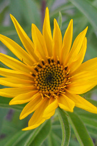 Gelb Maximiliani Blumensamen Aussaat