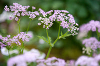Chaerophyllum Blumensamen zur Aussaat – Anzucht – Traditionssorte & ohne Gentechnik Samen Hausgarten