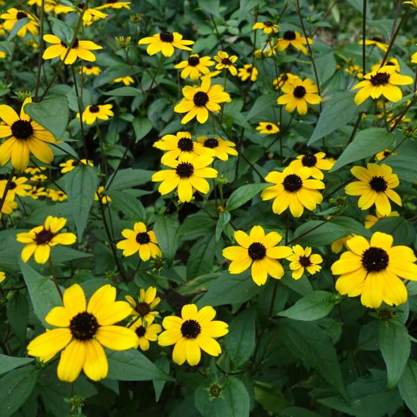 Sonnenhut Triloba Blumensamen zur Aussaat – Wildblume Mischung – Traditionssorte & ohne Gentechnik Samen Hausgarten