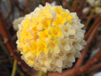 Traditionssorte Gelb Edgeworthia Blumensamen zur Aussaat robust Sorte Traditionssorte & ohne Gentechnik Samen Hausgarten