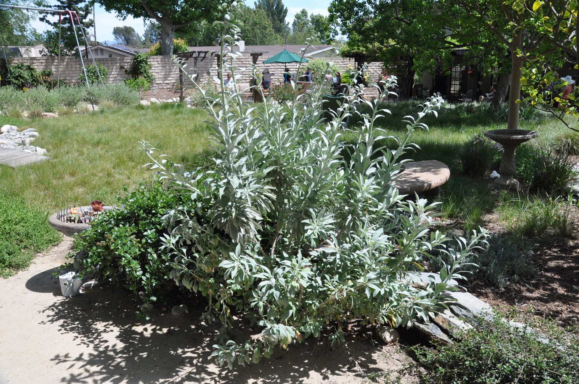 Apiana Blumensamen zur Aussaat Wildblume Mischung Traditionssorte & ohne Gentechnik Samen Hausgarten