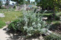 Apiana Blumensamen zur Aussaat Wildblume Mischung Traditionssorte & ohne Gentechnik Samen Hausgarten
