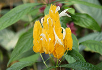 Lutea Blumensamen zur Aussaat – Schnitt Blume beliebt – Traditionssorte & ohne Gentechnik Samen Hausgarten