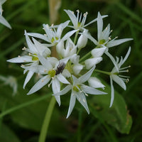 Ursinum Blume Samen zur Aussaat – leuchtend Blüten für Ihren Garten