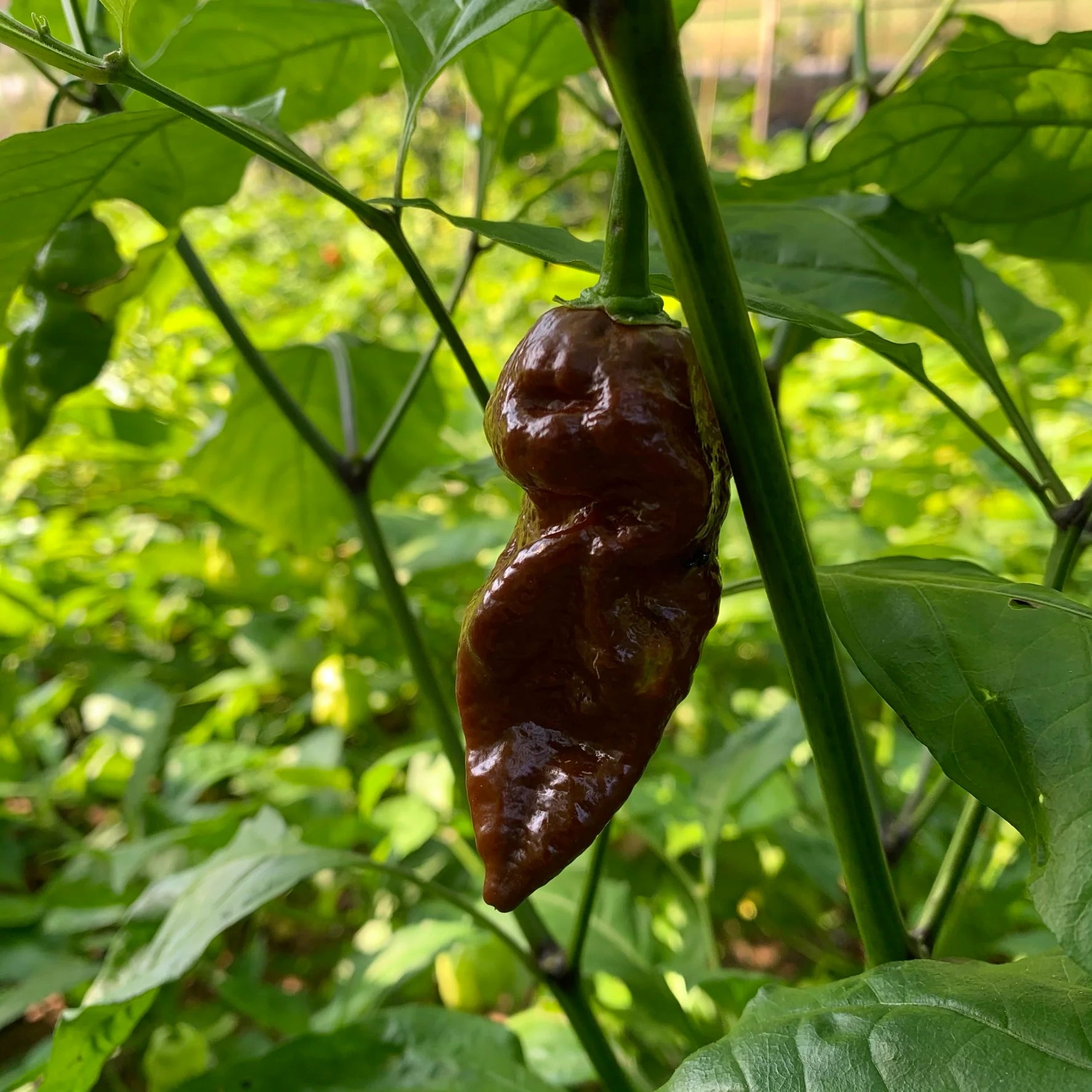 Chocolate Bubblegum Gemüse Samen zum Pflanzen