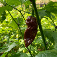 Chocolate Bubblegum Gemüse Samen zum Pflanzen
