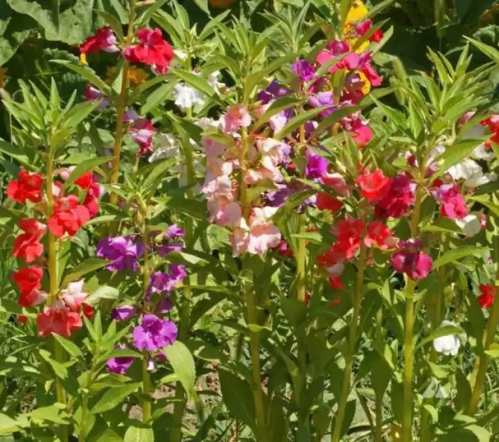 Balsamine (balsamine blume) samen for anpflanzung in home garten
