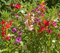 Balsamine (balsamine blume) samen for anpflanzung in home garten