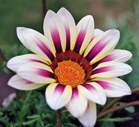 Weiß lila gazania blume samen for anpflanzung - perfect for borders, heirloom & gmo free samen for home garten
 
 sale samen for anpflanzung in home garten