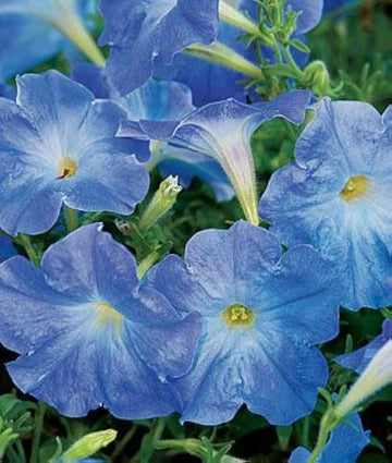 hell Blau Petunie Blumensamen zur Aussaat Anzucht Traditionssorte & ohne Gentechnik Samen Hausgarten