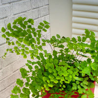 Grün Maidenhair Blumensamen zur Aussaat Garten beliebt Traditionssorte & ohne Gentechnik Samen Hausgarten