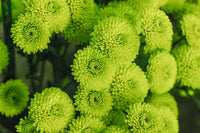 Grün Chrysantheme Blumensamen zur Aussaat – Drought verträglich – Traditionssorte & ohne Gentechnik Samen Hausgarten