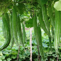 Green Snake Gourd Gemüsesamen for Your Garden