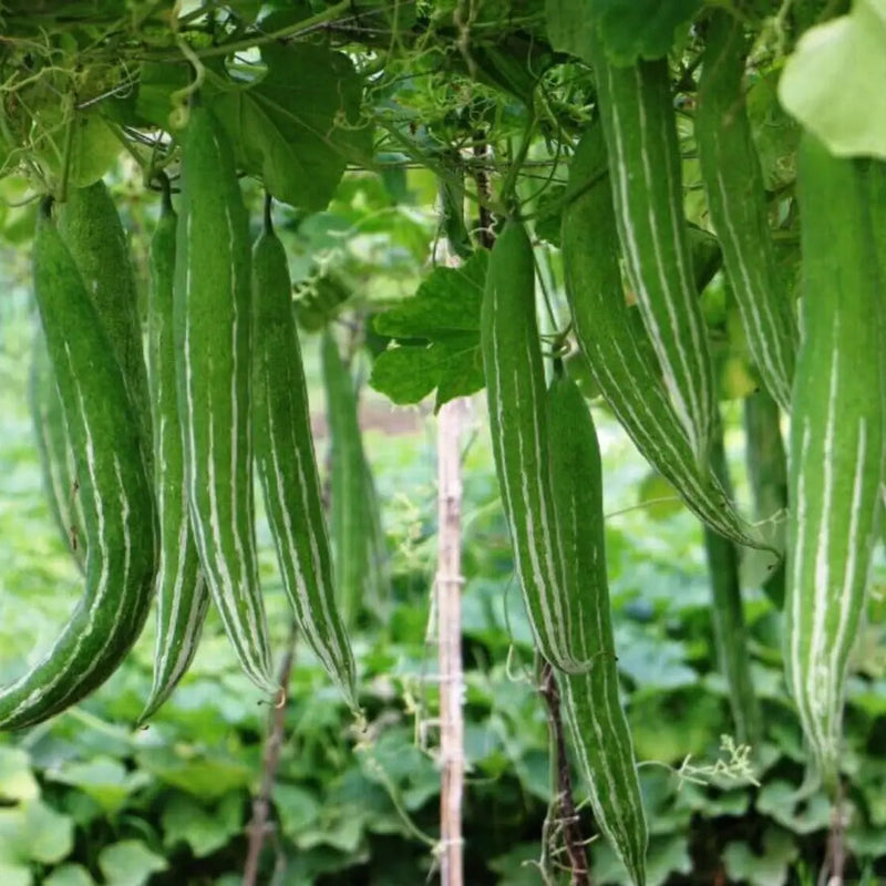 Green Snake Gourd Gemüsesamen for Your Garden