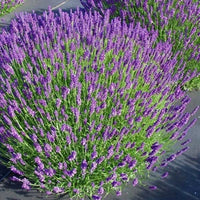 Lavanda Blumensamen zur Aussaat – Schnitt Blume beliebt – Traditionssorte & ohne Gentechnik Samen Hausgarten