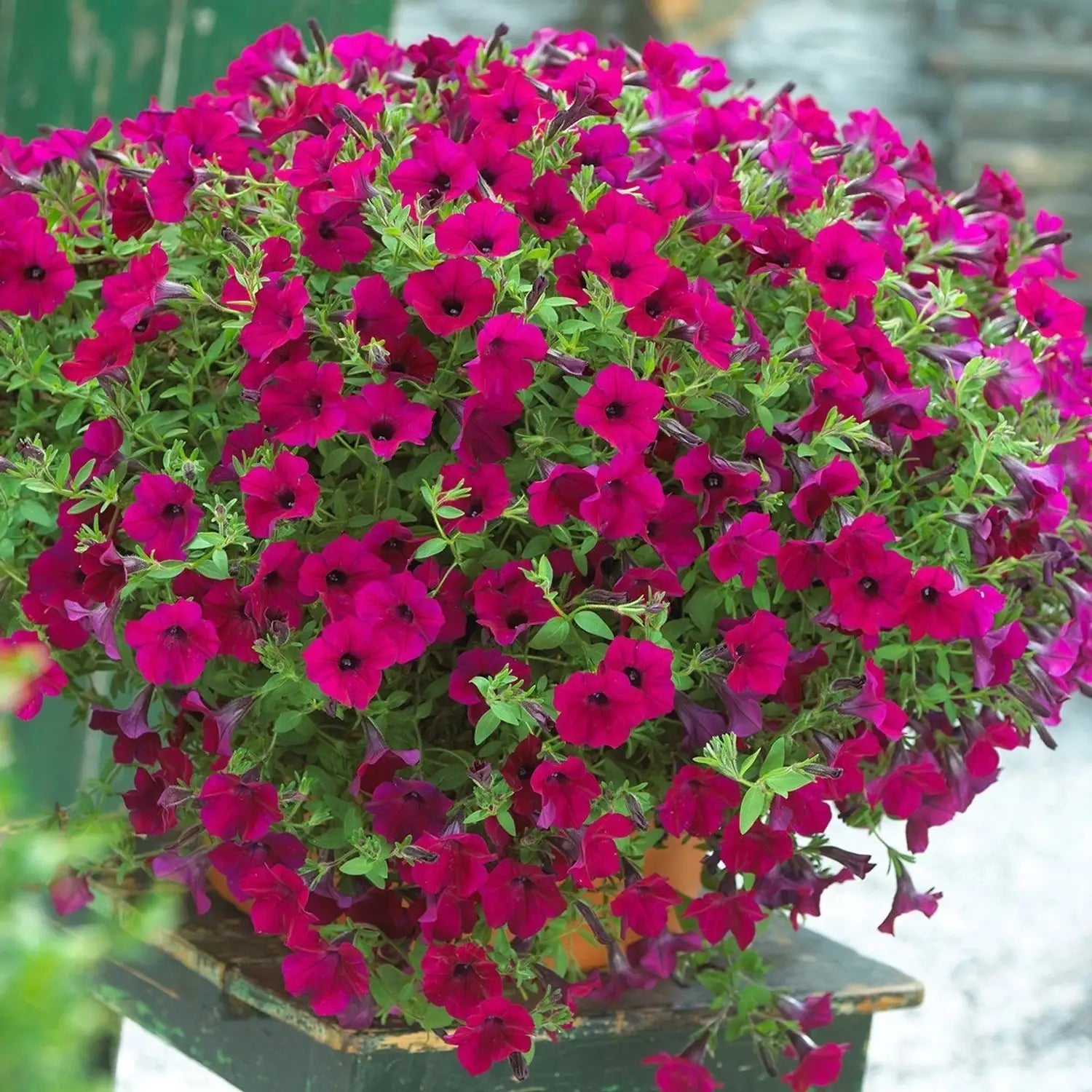 Superbells Petunie Samen zur Aussaat – Gemischt Blume Sorte