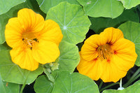 Kapuzinerkresse Blumensamen zur Aussaat Garten beliebt Traditionssorte & ohne Gentechnik Samen Hausgarten