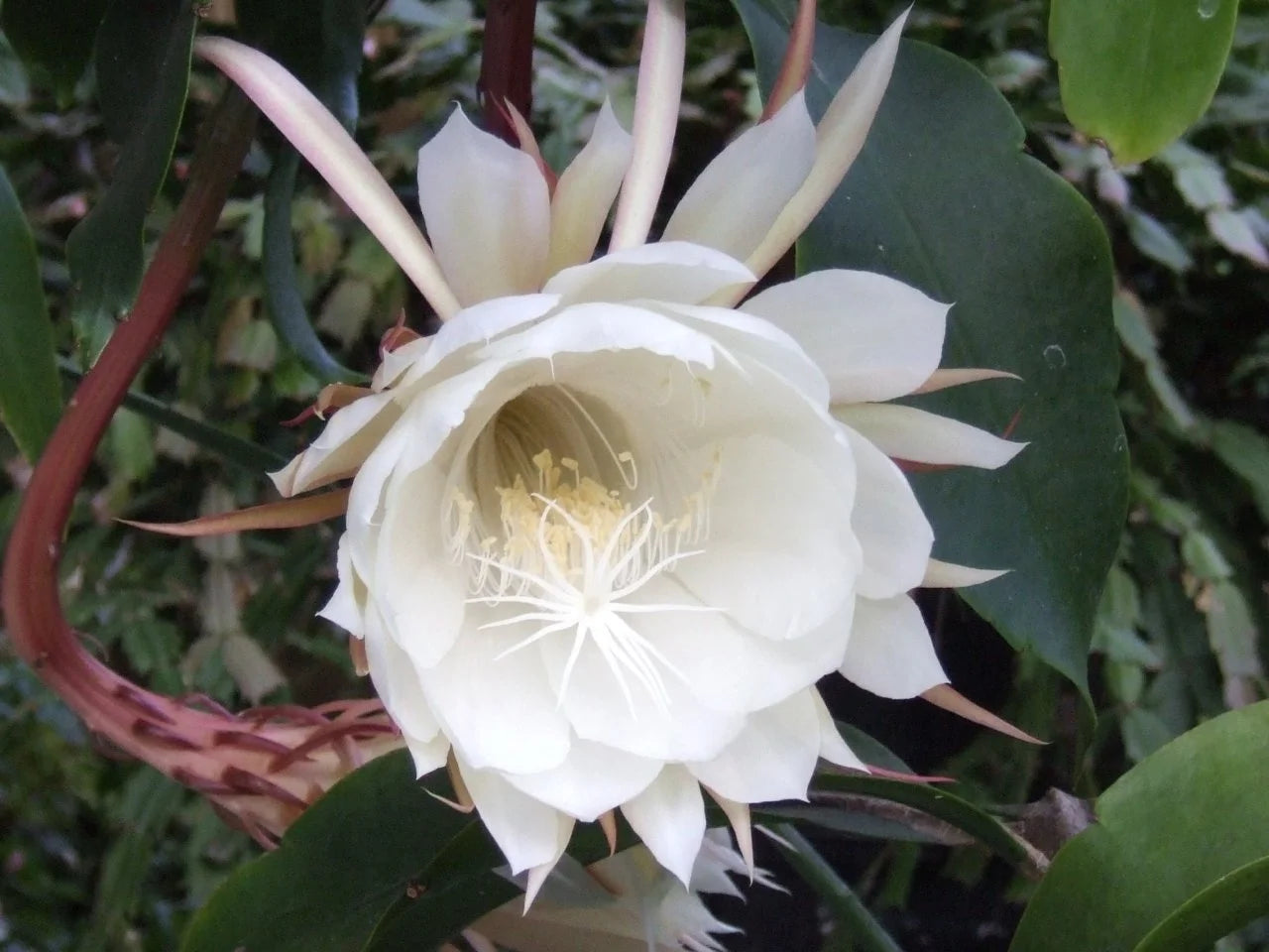 Cereus Blumensamen zur Aussaat – ideal Rabatten – Traditionssorte & ohne Gentechnik Samen Hausgarten