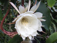 Cereus Blumensamen zur Aussaat – ideal Rabatten – Traditionssorte & ohne Gentechnik Samen Hausgarten