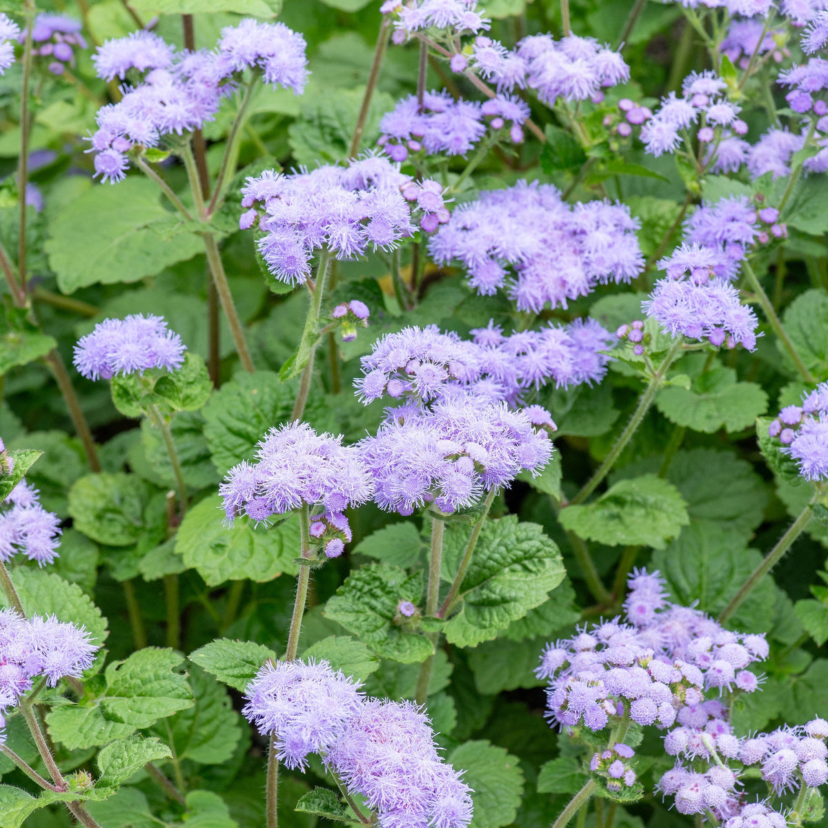 Violet ageratum blume samen for anpflanzung - seasonal bloomer, heirloom & gmo free samen for home garten
 
 sale samen for anpflanzung in home garten