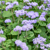 Violet ageratum blume samen for anpflanzung - seasonal bloomer, heirloom & gmo free samen for home garten
 
 sale samen for anpflanzung in home garten
