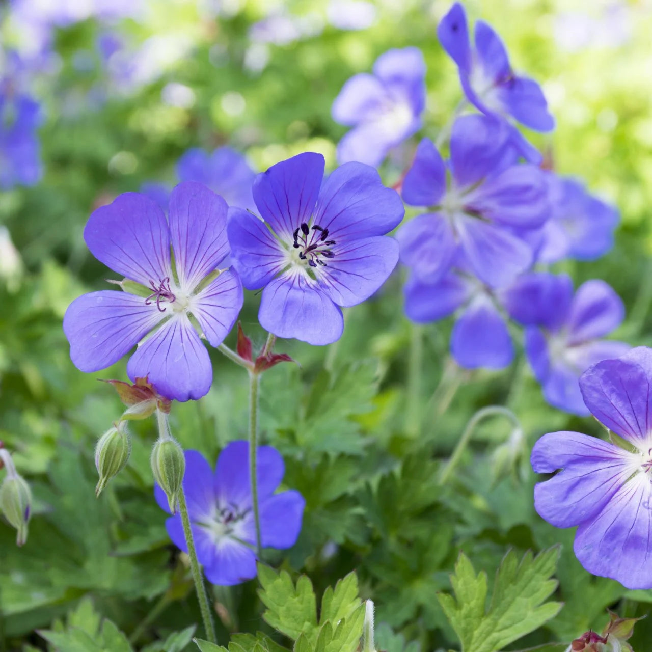 Cranesbill Geranie Samen zur Aussaat – mehrjährig blühend Samen