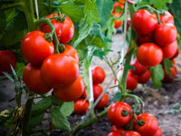 Abe Lincoln Traditionell Tomate Samen