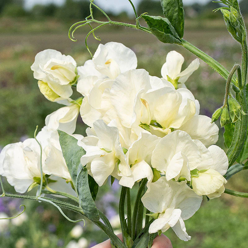 Traditionssorte Wicke Jilly Blumensamen zur Aussaat kompakt Wuchs Traditionssorte & ohne Gentechnik Samen Hausgarten