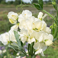 Traditionssorte Wicke Jilly Blumensamen zur Aussaat kompakt Wuchs Traditionssorte & ohne Gentechnik Samen Hausgarten