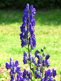 Aconitum Napellus Blumensamen zur Aussaat – hochwertige Qualitäts- – Traditionssorte & ohne Gentechnik Samen Hausgarten