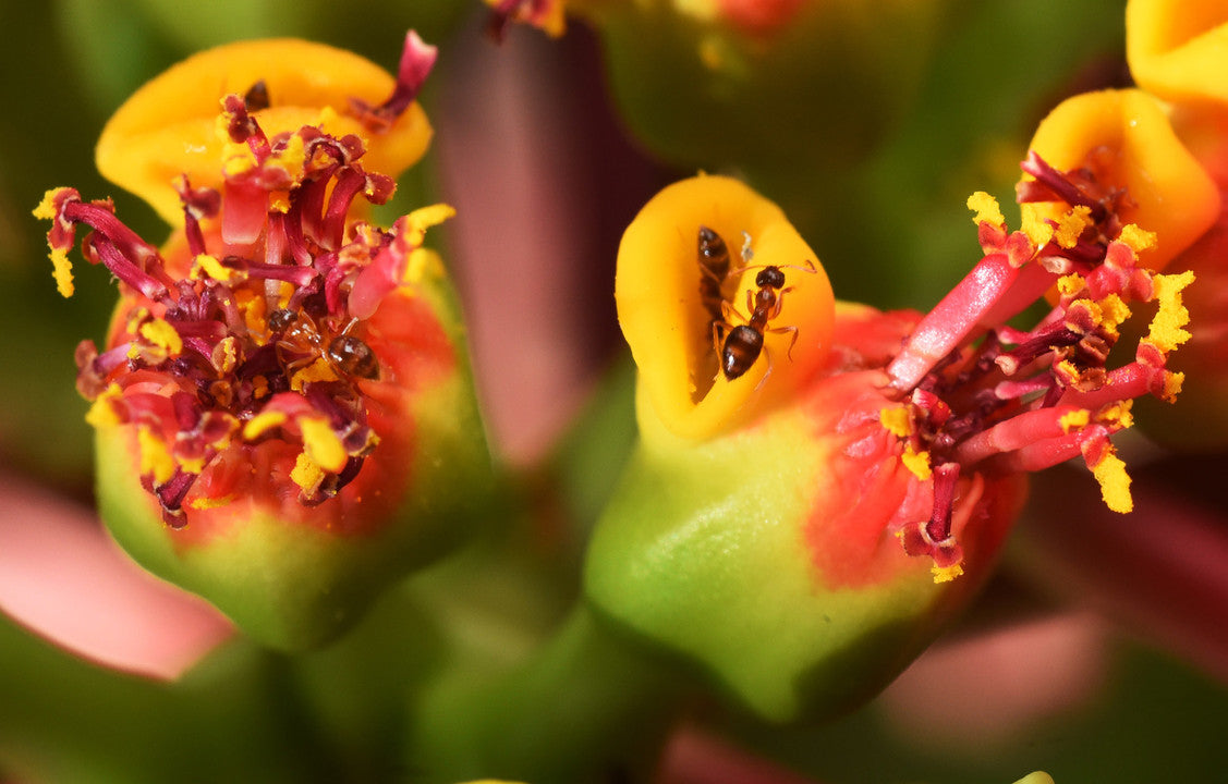 Weihnachtsstern Blumensamen zur Aussaat – pflegeleicht Traditionssorte & ohne Gentechnik Samen Hausgarten