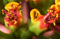 Weihnachtsstern Blumensamen zur Aussaat – pflegeleicht Traditionssorte & ohne Gentechnik Samen Hausgarten
