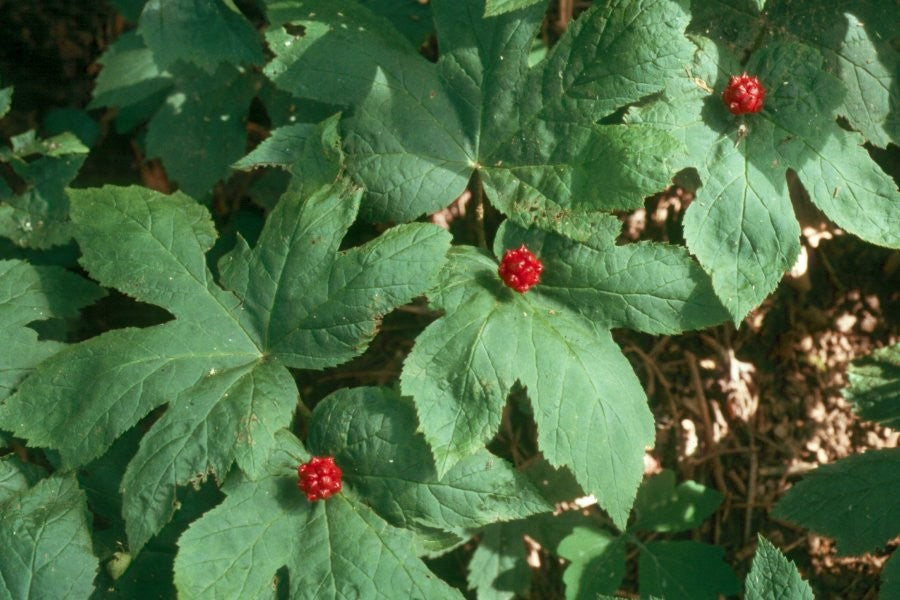 goldenseal root samen für woodland shade gardens and natural landscape growing