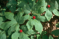 goldenseal root samen für woodland shade gardens and natural landscape growing