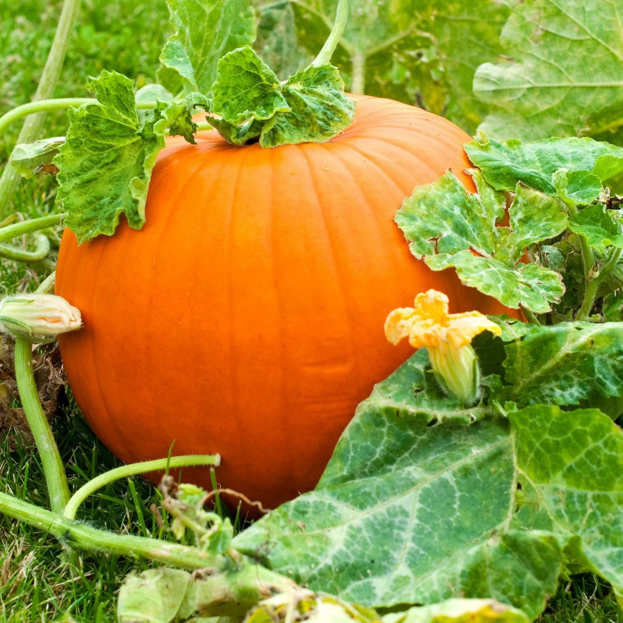 Large Pumpkin Cucurbita pepo Samen zum Pflanzen in Garden