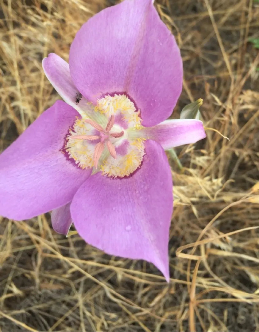 Calochortus (calochortus macrocarpus) samen for anpflanzung in home garten
