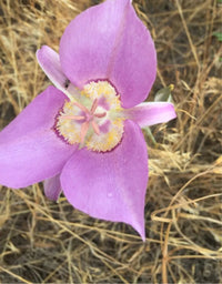 Calochortus (calochortus macrocarpus) samen for anpflanzung in home garten