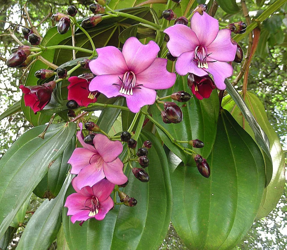 Meriania Nobilis Blumensamen zur Aussaat Garten beliebt Traditionssorte & ohne Gentechnik Samen Hausgarten