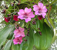 Meriania Nobilis Blumensamen zur Aussaat Garten beliebt Traditionssorte & ohne Gentechnik Samen Hausgarten