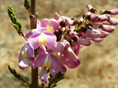 Gliricidia Sepium Baum Samen zur Aussaat – leuchtend Blüten – Traditionssorte & ohne Gentechnik Samen Hausgarten