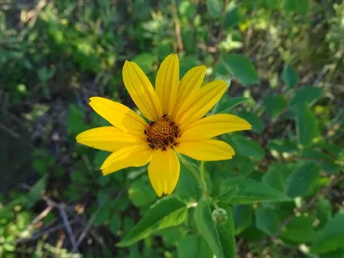 False Sonnenblume Samen zur Aussaat sonnenliebend Traditionssorte & ohne Gentechnik Samen Hausgarten