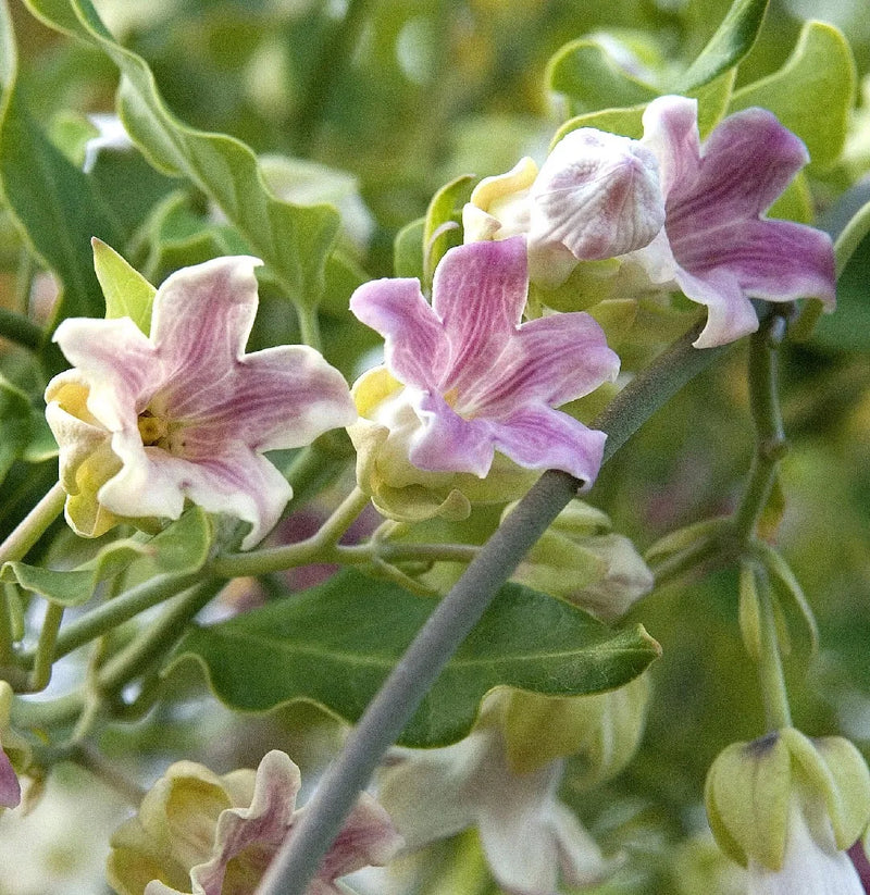 Graines de fleurs d’Araujia à semer, idéales pour les massifs, variété traditionnelle et sans OGM, graines pour jardin familial