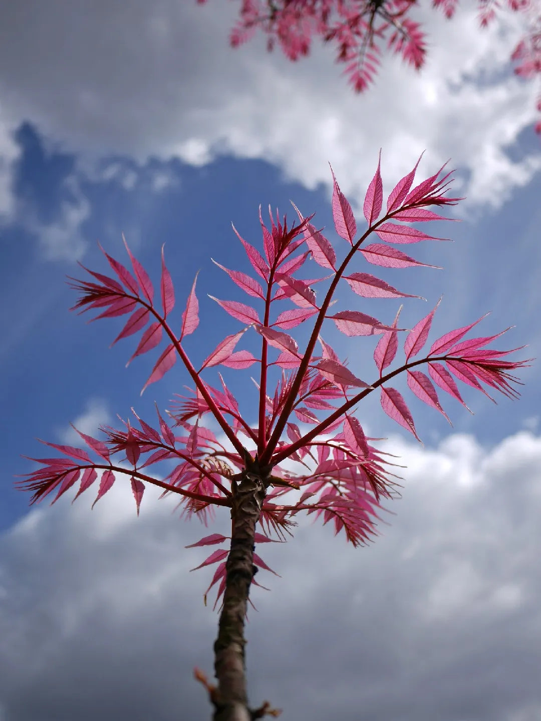 Chinese Toon Toona Sinensis Gemüsesamen