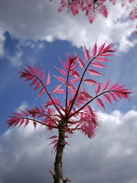 Chinese Toon Toona Sinensis Gemüsesamen