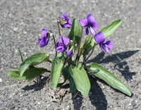 Blau Veilchen Mandshurica Blumensamen zur Aussaat – Anzucht – Traditionssorte & ohne Gentechnik Samen Hausgarten