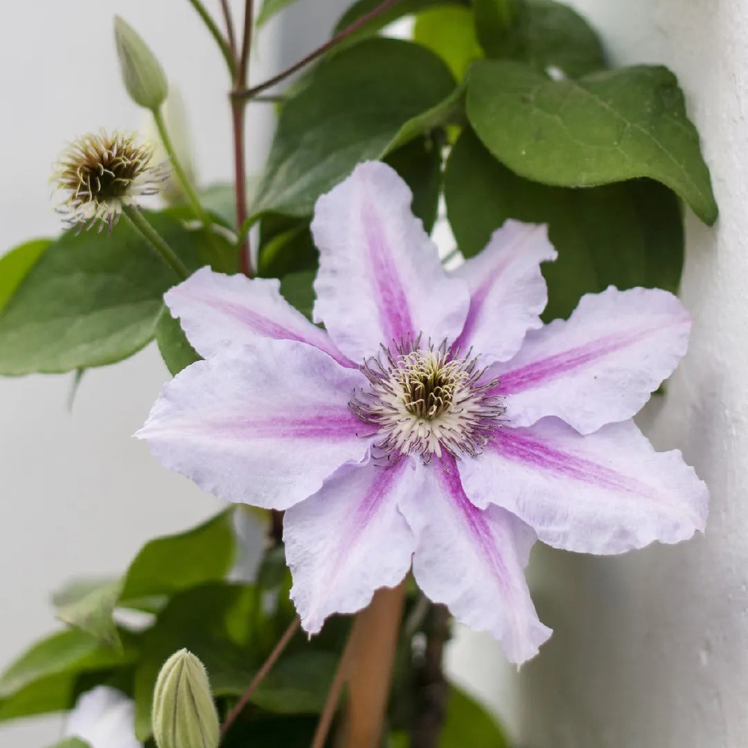 Traditionssorte Virginsbower Blumensamen zur Aussaat robust Sorte Traditionssorte & ohne Gentechnik Samen Hausgarten