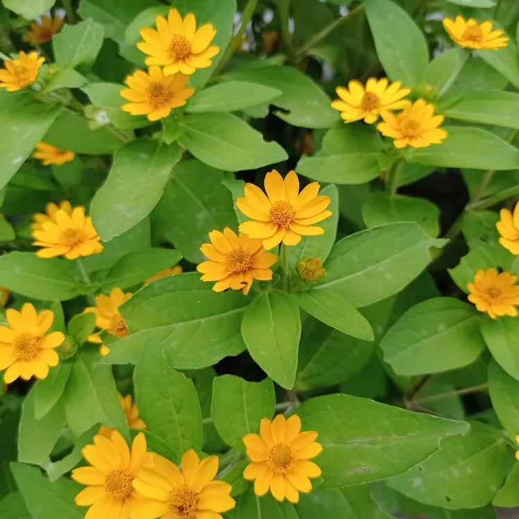 Melampodium Blumensamen zur Aussaat leuchtend Traditionssorte & ohne Gentechnik Samen Hausgarten