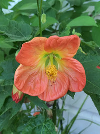 hell Orange Abutilon Blumensamen zur Aussaat leuchtend Blüten Traditionssorte & ohne Gentechnik Samen Hausgarten