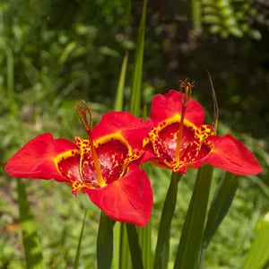Rot Tigridia Pavonia Blumensamen zur Aussaat – leuchtend Blüten – Traditionssorte & ohne Gentechnik Samen Hausgarten