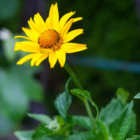 False Sonnenblume Samen zur Aussaat sonnenliebend Traditionssorte & ohne Gentechnik Samen Hausgarten